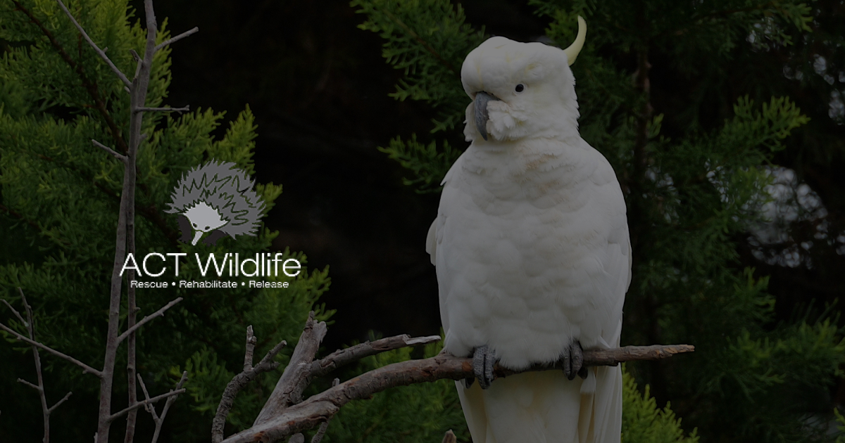 ACT Wildlife Incorporated