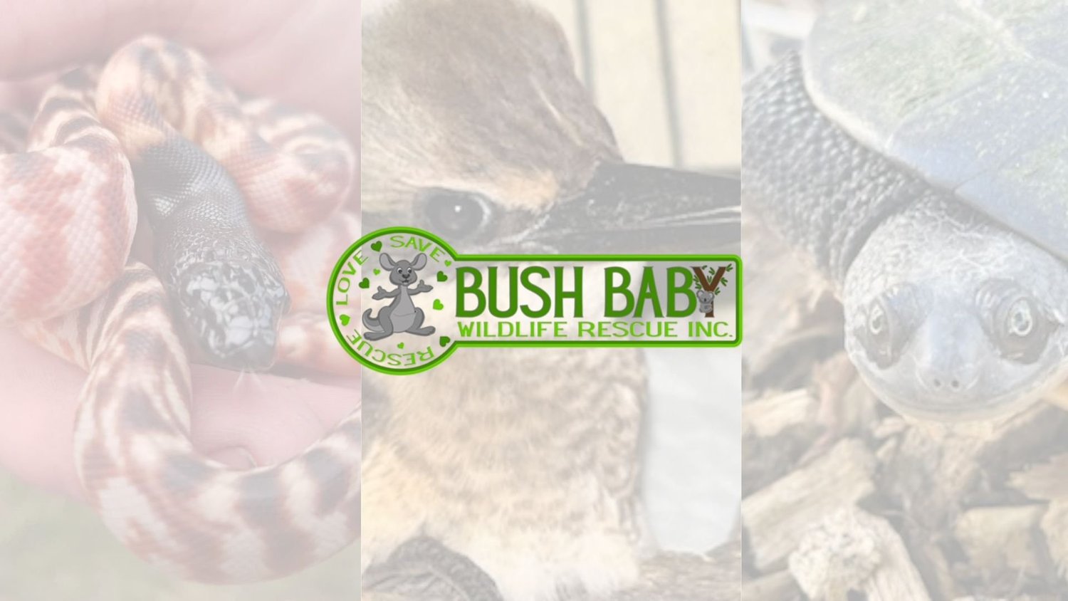 Bush Baby Wildlife Rescue