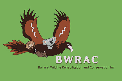 Ballarat Wildlife Rehabilitation & Conservation Inc