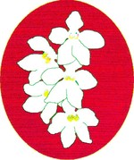 BATEMANS BAY ORCHID AND FOLIAGE SOCIETY INCORPORATED