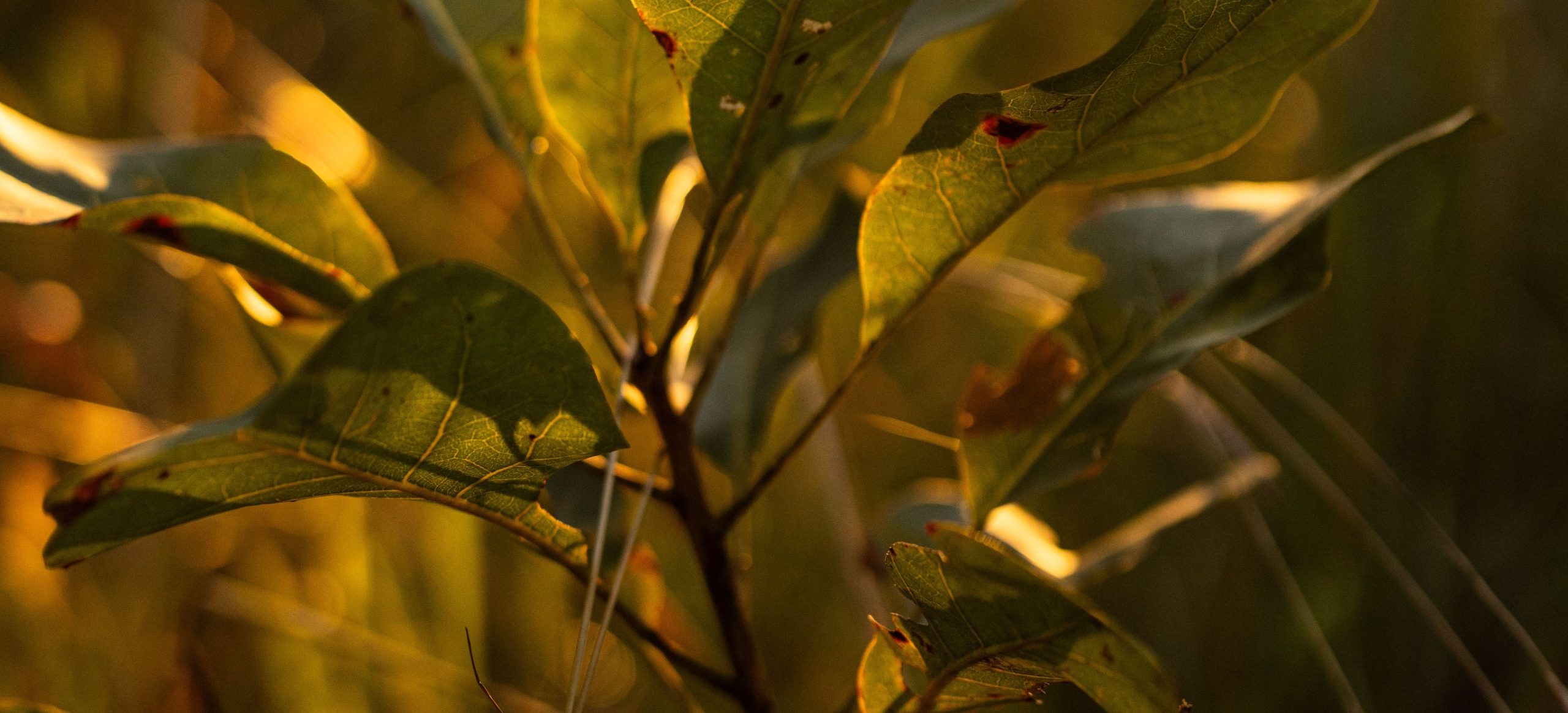 Landcare NT Incorporated