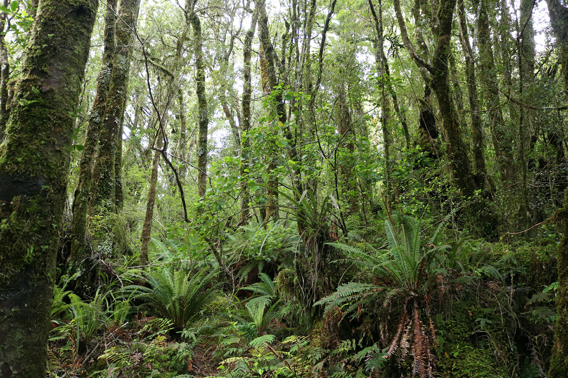AUSTRALASIAN SYSTEMATIC BOTANY SOCIETY INCORPORATED