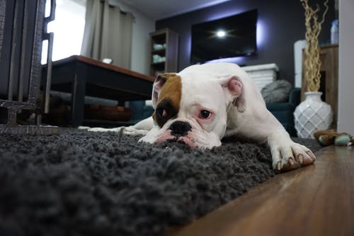 Brian Walker's Carpet & Upholstery Cleaning