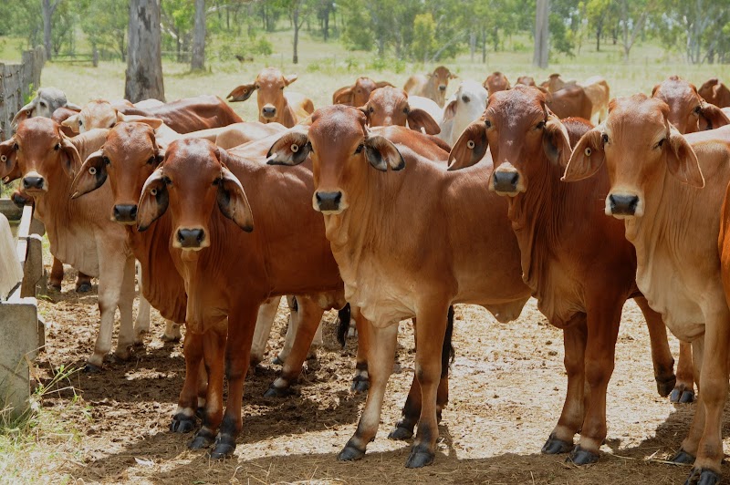 Nutramix Performance Stockfeed and Supplements
